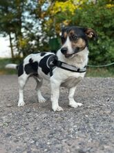 ZENITH, Hund, Mischlingshund in Seelze - Bild 12