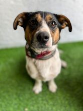 ZENITH, Hund, Mischlingshund in Seelze - Bild 13