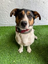 ZENITH, Hund, Mischlingshund in Seelze - Bild 14