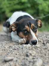 ZENITH, Hund, Mischlingshund in Seelze - Bild 15