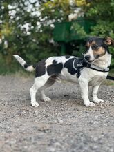 ZENITH, Hund, Mischlingshund in Seelze - Bild 16