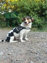 ZENITH, Hund, Mischlingshund in Seelze - Bild 17