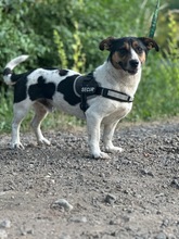 ZENITH, Hund, Mischlingshund in Seelze - Bild 18