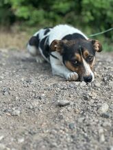 ZENITH, Hund, Mischlingshund in Seelze - Bild 19