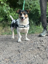 ZENITH, Hund, Mischlingshund in Seelze - Bild 2