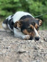 ZENITH, Hund, Mischlingshund in Seelze - Bild 20