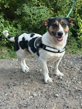 ZENITH, Hund, Mischlingshund in Seelze - Bild 3