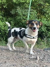 ZENITH, Hund, Mischlingshund in Seelze - Bild 5