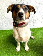 ZENITH, Hund, Mischlingshund in Seelze - Bild 6