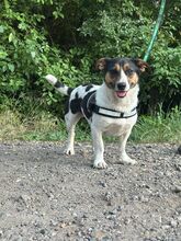 ZENITH, Hund, Mischlingshund in Seelze - Bild 7