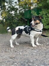 ZENITH, Hund, Mischlingshund in Seelze - Bild 8