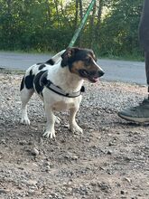 ZENITH, Hund, Mischlingshund in Seelze - Bild 9