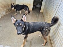 FIONA, Hund, Deutscher Schäferhund-Mix in Italien - Bild 3