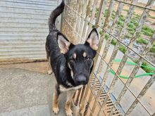 FIONA, Hund, Schäferhundmischling in Italien - Bild 2