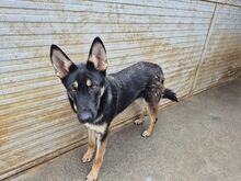FIONA, Hund, Schäferhundmischling in Italien - Bild 4