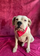 LAURA, Hund, Dogo Argentino in Hildesheim - Bild 1