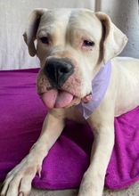 LAURA, Hund, Dogo Argentino in Hildesheim - Bild 10