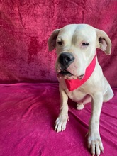 LAURA, Hund, Dogo Argentino in Hildesheim - Bild 11
