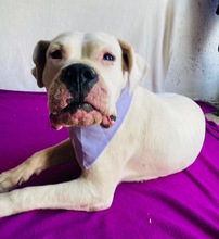 LAURA, Hund, Dogo Argentino in Hildesheim - Bild 12