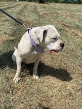 LAURA, Hund, Dogo Argentino in Hildesheim - Bild 13