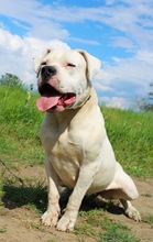 LAURA, Hund, Dogo Argentino in Hildesheim - Bild 16