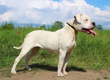 LAURA, Hund, Dogo Argentino in Hildesheim - Bild 17