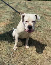 LAURA, Hund, Dogo Argentino in Hildesheim - Bild 18