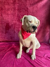 LAURA, Hund, Dogo Argentino in Hildesheim - Bild 2