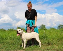 LAURA, Hund, Dogo Argentino in Hildesheim - Bild 20