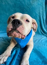 LAURA, Hund, Dogo Argentino in Hildesheim - Bild 3