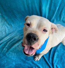 LAURA, Hund, Dogo Argentino in Hildesheim - Bild 4