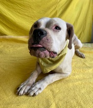LAURA, Hund, Dogo Argentino in Hildesheim - Bild 5