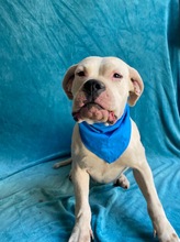 LAURA, Hund, Dogo Argentino in Hildesheim - Bild 6