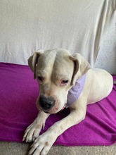 LAURA, Hund, Dogo Argentino in Hildesheim - Bild 7