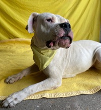 LAURA, Hund, Dogo Argentino in Hildesheim - Bild 8