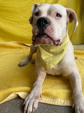 LAURA, Hund, Dogo Argentino in Hildesheim - Bild 9