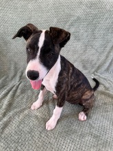 ARWEN, Hund, Windhund Mix in Düsseldorf - Bild 1