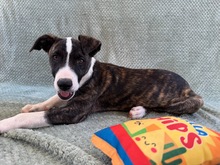 ARWEN, Hund, Windhund Mix in Düsseldorf - Bild 10