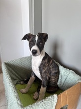 ARWEN, Hund, Windhund Mix in Düsseldorf - Bild 11