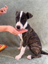 ARWEN, Hund, Windhund Mix in Düsseldorf - Bild 12