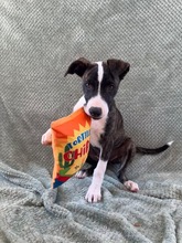 ARWEN, Hund, Windhund Mix in Düsseldorf - Bild 13