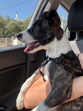 ARWEN, Hund, Windhund Mix in Düsseldorf - Bild 14