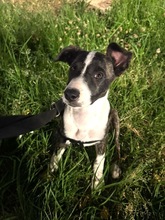 ARWEN, Hund, Windhund Mix in Düsseldorf - Bild 15