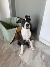 ARWEN, Hund, Windhund Mix in Düsseldorf - Bild 16