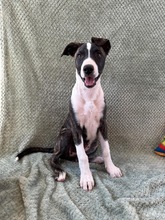 ARWEN, Hund, Windhund Mix in Düsseldorf - Bild 17