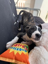ARWEN, Hund, Windhund Mix in Düsseldorf - Bild 18