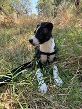ARWEN, Hund, Windhund Mix in Düsseldorf - Bild 19
