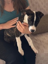 ARWEN, Hund, Windhund Mix in Düsseldorf - Bild 2