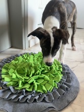 ARWEN, Hund, Windhund Mix in Düsseldorf - Bild 20