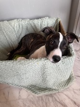 ARWEN, Hund, Windhund Mix in Düsseldorf - Bild 3